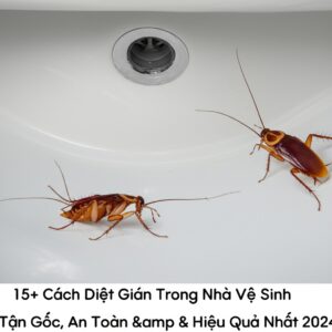 15+ Cách Diệt Gián Trong Nhà Vệ Sinh Tận Gốc, An Toàn & Hiệu Quả Nhất 2024