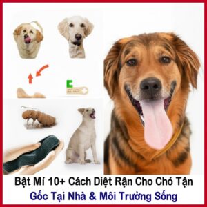 Bật Mí 10+ Cách Diệt Rận Cho Chó Tận Gốc Tại Nhà & Môi Trường Sống