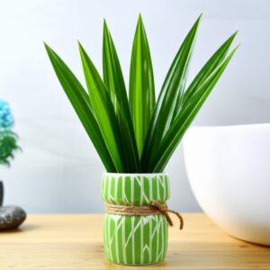 Bật Mí 3 Cách Khử Mùi Nhà Vệ Sinh Bằng Lá Dứa Thơm Ngát, Hiệu Quả Tức Thì