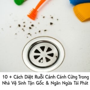 Bí Kíp Chuyên Gia: 10+ Cách Diệt Ruồi Cánh Cứng Trong Nhà Vệ Sinh Tận Gốc & Ngăn Ngừa Tái Phát