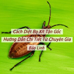 Cách Diệt Bọ Xít Tận Gốc: Hướng Dẫn Chi Tiết Từ Chuyên Gia Bảo Linh