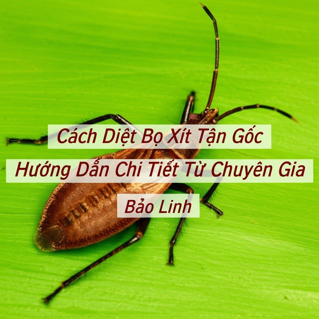 Hình minh họa cho bài viết: Cách Diệt Bọ Xít Tận Gốc: Hướng Dẫn Chi Tiết Từ Chuyên Gia Bảo Linh