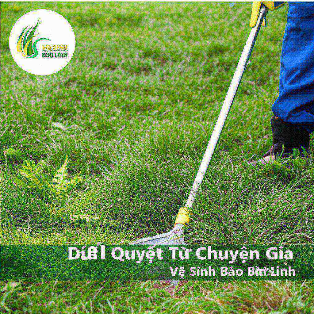 Hình minh họa cho bài viết: Cách Diệt Cỏ Gấu Tận Gốc: Bí Quyết Từ Chuyên Gia Vệ Sinh Bảo Linh