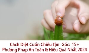 Cách Diệt Cuốn Chiếu Tận Gốc: 15+ Phương Pháp An Toàn & Hiệu Quả Nhất 2024