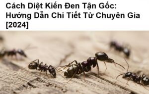 Cách Diệt Kiến Đen Tận Gốc: Hướng Dẫn Chi Tiết Từ Chuyên Gia [2024]