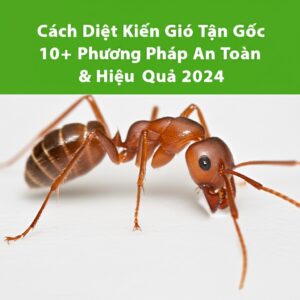 Cách Diệt Kiến Gió Tận Gốc: 10+ Phương Pháp An Toàn & Hiệu Quả 2024