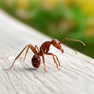 Cách Diệt Kiến Tại Nhà Tận Gốc: 15+ Phương Pháp An Toàn và Hiệu Quả Nhất 2024