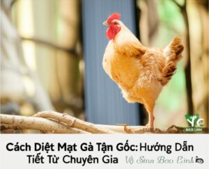 Cách Diệt Mạt Gà Tận Gốc: Hướng Dẫn Chi Tiết Từ Chuyên Gia Vệ Sinh Bảo Linh