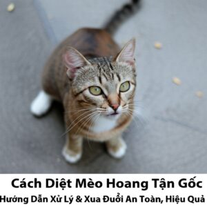 Cách Diệt Mèo Hoang Tận Gốc: Hướng Dẫn Xử Lý & Xua Đuổi An Toàn, Hiệu Quả