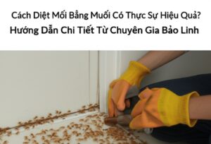Cách Diệt Mối Bằng Muối Có Thực Sự Hiệu Quả? Hướng Dẫn Chi Tiết Từ Chuyên Gia Bảo Linh
