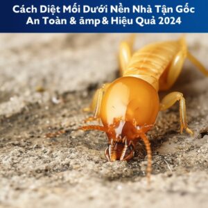 Cách Diệt Mối Dưới Nền Nhà Tận Gốc, An Toàn & Hiệu Quả 2024