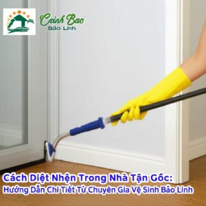 Cách Diệt Nhện Trong Nhà Tận Gốc: Hướng Dẫn Chi Tiết Từ Chuyên Gia Vệ Sinh Bảo Linh