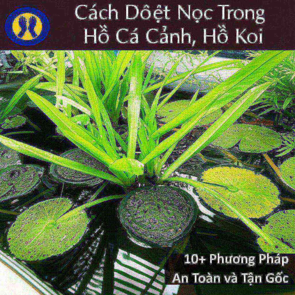 Hình minh họa cho bài viết: Cách Diệt Nòng Nọc Trong Hồ Cá Cảnh, Hồ Koi: 10+ Phương Pháp An Toàn và Tận Gốc