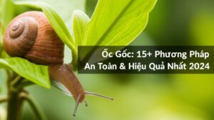 Cách Diệt Ốc Sên Tận Gốc: 15+ Phương Pháp An Toàn & Hiệu Quả Nhất 2024