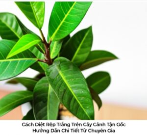 Cách Diệt Rệp Trắng Trên Cây Cảnh Tận Gốc: Hướng Dẫn Chi Tiết Từ Chuyên Gia