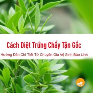 Cách Diệt Trứng Chấy Tận Gốc: Hướng Dẫn Chi Tiết Từ Chuyên Gia Vệ Sinh Bảo Linh
