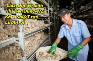 Cách Dọn Vệ Sinh Nhà Yến Đúng Kỹ Thuật từ A-Z: Bí Quyết Tăng Sản Lượng Vượt Trội
