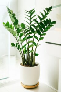 Cây Kim Phát Tài Trong Nhà Vệ Sinh: Giải Mã Nguyên Nhân & Cách Xử Lý Tận Gốc