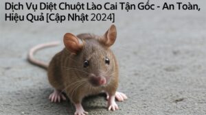 Dịch Vụ Diệt Chuột Lào Cai Tận Gốc – An Toàn, Hiệu Quả [Cập Nhật 2024]