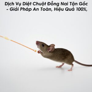 Dịch Vụ Diệt Chuột Đồng Nai Tận Gốc – Giải Pháp An Toàn, Hiệu Quả 100%