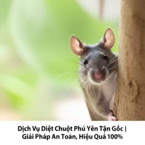 Dịch Vụ Diệt Chuột Phú Yên Tận Gốc | Giải Pháp An Toàn, Hiệu Quả 100%