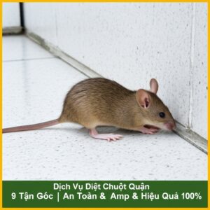 Dịch Vụ Diệt Chuột Quận 9 Tận Gốc | An Toàn & Hiệu Quả 100%