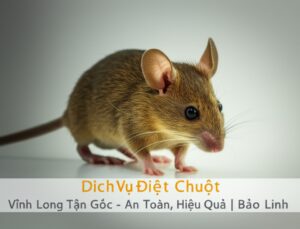 Dịch Vụ Diệt Chuột Vĩnh Long Tận Gốc – An Toàn, Hiệu Quả | Bảo Linh