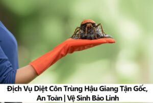 Dịch Vụ Diệt Côn Trùng Hậu Giang Tận Gốc, An Toàn | Vệ Sinh Bảo Linh