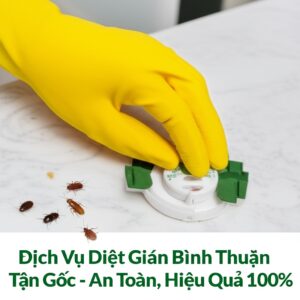 Dịch Vụ Diệt Gián Bình Thuận Tận Gốc – An Toàn, Hiệu Quả 100%