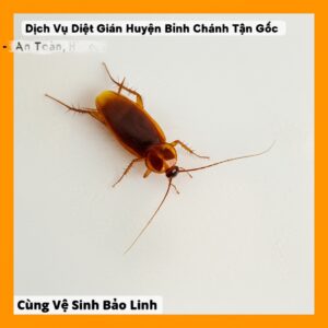 Dịch Vụ Diệt Gián Huyện Bình Chánh Tận Gốc – An Toàn, Hiệu Quả Cùng Vệ Sinh Bảo Linh