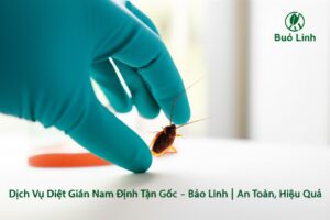Dịch Vụ Diệt Gián Nam Định Tận Gốc – Bảo Linh | An Toàn, Hiệu Quả