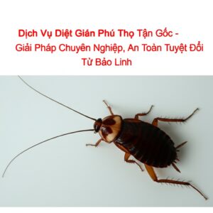 Dịch Vụ Diệt Gián Phú Thọ Tận Gốc – Giải Pháp Chuyên Nghiệp, An Toàn Tuyệt Đối Từ Bảo Linh