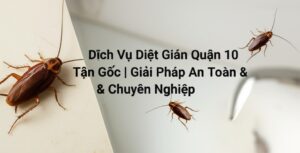 Dịch Vụ Diệt Gián Quận 10 Tận Gốc | Giải Pháp An Toàn & Chuyên Nghiệp
