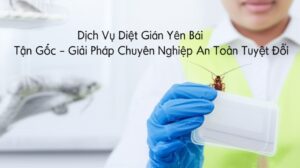 Dịch Vụ Diệt Gián Yên Bái Tận Gốc – Giải Pháp Chuyên Nghiệp, An Toàn Tuyệt Đối
