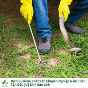 Dịch Vụ Kiểm Soát Rắn Chuyên Nghiệp & An Toàn Tận Gốc | Vệ Sinh Bảo Linh