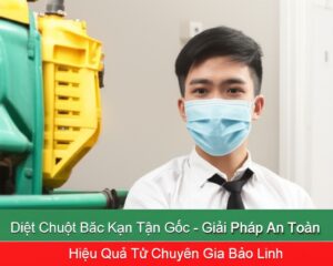 Diệt Chuột Bắc Kạn Tận Gốc – Giải Pháp An Toàn, Hiệu Quả Từ Chuyên Gia Bảo Linh