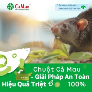 Diệt Chuột Cà Mau Tận Gốc – Giải Pháp An Toàn, Hiệu Quả Triệt Để 100%