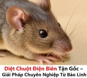 Diệt Chuột Điện Biên Tận Gốc – Giải Pháp Chuyên Nghiệp Từ Bảo Linh