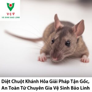 Diệt Chuột Khánh Hòa: Giải Pháp Tận Gốc, An Toàn Từ Chuyên Gia Vệ Sinh Bảo Linh