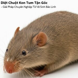 Diệt Chuột Kon Tum Tận Gốc – Giải Pháp Chuyên Nghiệp Từ Vệ Sinh Bảo Linh