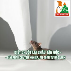 Diệt Chuột Lai Châu Tận Gốc – Giải Pháp Chuyên Nghiệp, An Toàn Từ Bảo Linh
