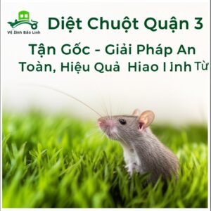 Diệt Chuột Quận 3 Tận Gốc – Giải Pháp An Toàn, Hiệu Quả Từ Vệ Sinh Bảo Linh