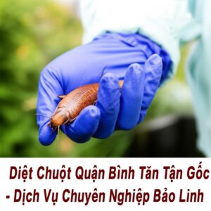 Diệt Chuột Quận Bình Tân Tận Gốc – Dịch Vụ Chuyên Nghiệp Bảo Linh