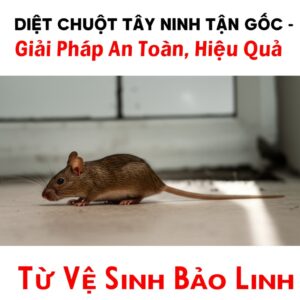 Diệt Chuột Tây Ninh Tận Gốc – Giải Pháp An Toàn, Hiệu Quả Từ Vệ Sinh Bảo Linh