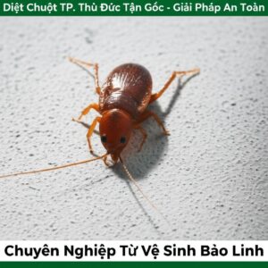 Diệt Chuột TP. Thủ Đức Tận Gốc – Giải Pháp An Toàn, Chuyên Nghiệp Từ Vệ Sinh Bảo Linh