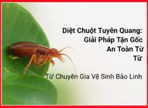 Diệt Chuột Tuyên Quang: Giải Pháp Tận Gốc, An Toàn Từ Chuyên Gia Vệ Sinh Bảo Linh