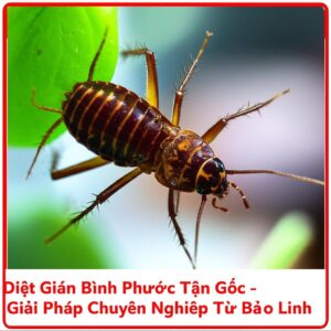 Diệt Gián Bình Phước Tận Gốc – Giải Pháp Chuyên Nghiệp Từ Bảo Linh