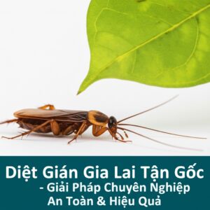 Diệt Gián Gia Lai Tận Gốc – Giải Pháp Chuyên Nghiệp, An Toàn & Hiệu Quả