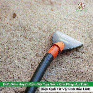 Diệt Gián Huyện Cần Giờ Tận Gốc – Giải Pháp An Toàn, Hiệu Quả Từ Vệ Sinh Bảo Linh