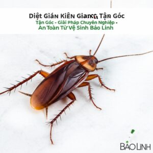Diệt Gián Kiên Giang Tận Gốc – Giải Pháp Chuyên Nghiệp, An Toàn Từ Vệ Sinh Bảo Linh